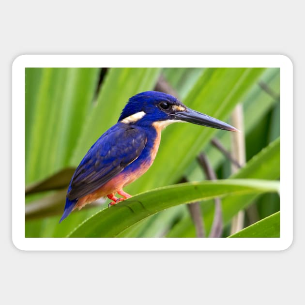 Azure Kingfisher, Kakadu National Park Sticker by AndrewGoodall